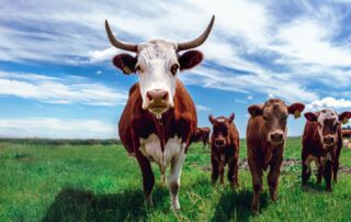 Free Range Cattle Farming