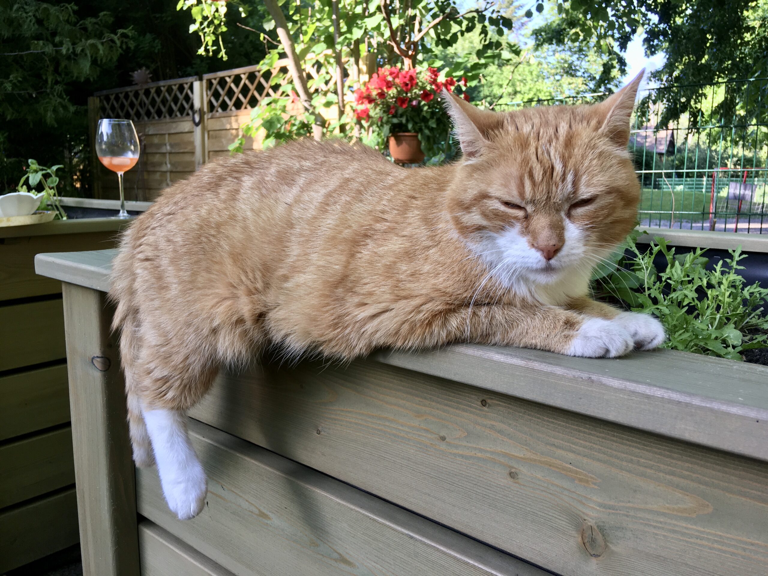 Katze auf einem Hochbeet